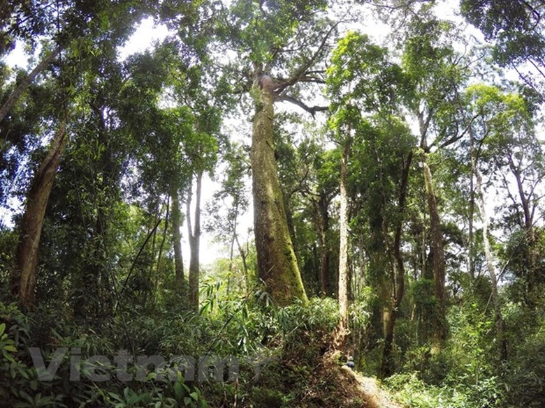 viet nam tien buoc vao san choi lon quyet dua phat thai rong ve o