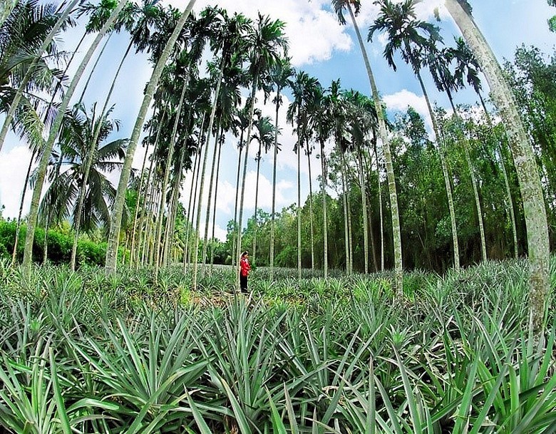 hoi nghi xuc tien dau tu tinh hau giang nam 2022 se dien ra vao trung tuan thang 6