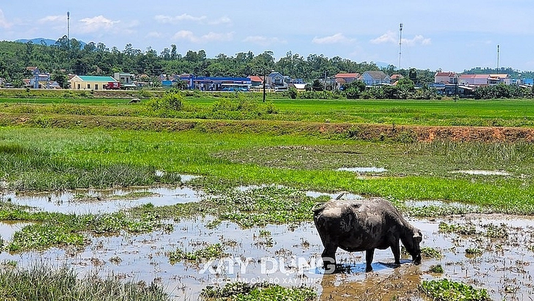 quang ngai tang cuong minh bach thong tin cong khai tai lieu quy hoach xay dung do thi