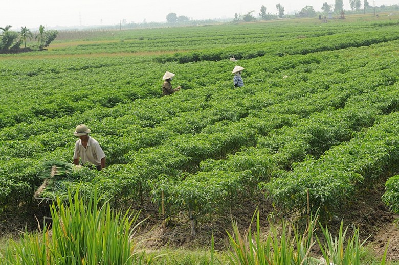 thai binh dat van hoa van hien yeu nuoc cach mang