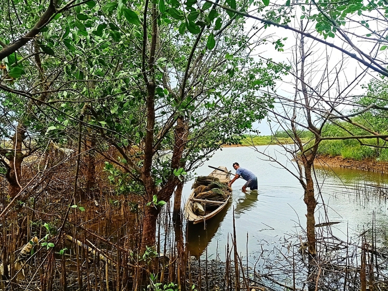 quang tri cay ban chua vanh dai xanh bao ve dat dai de dieu