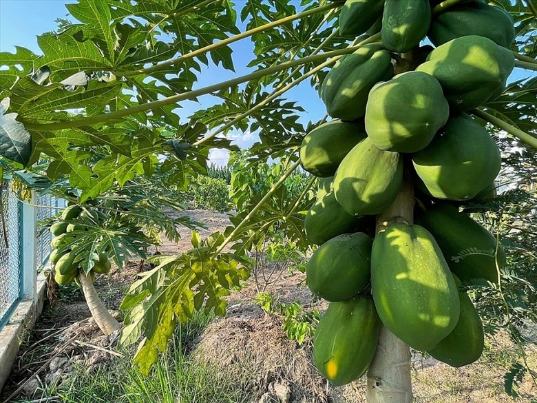 dien vien minh luan cai tao khu vuon 2000m2 trong loat cay an trai