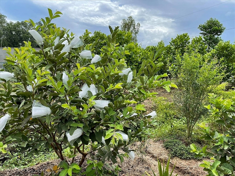 dien vien minh luan cai tao khu vuon 2000m2 trong loat cay an trai