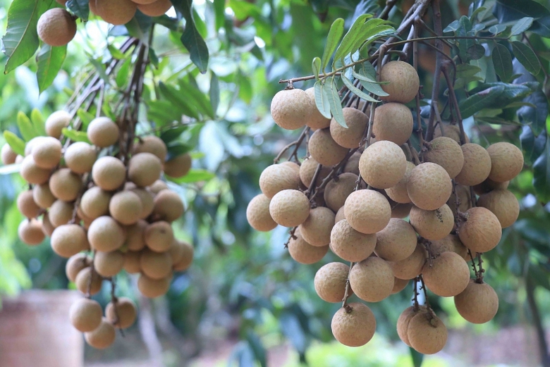co hoi va thach thuc voi xuat khau viet nam tu hiep dinh cptpp