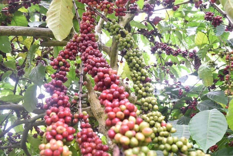 co hoi va thach thuc voi xuat khau viet nam tu hiep dinh cptpp