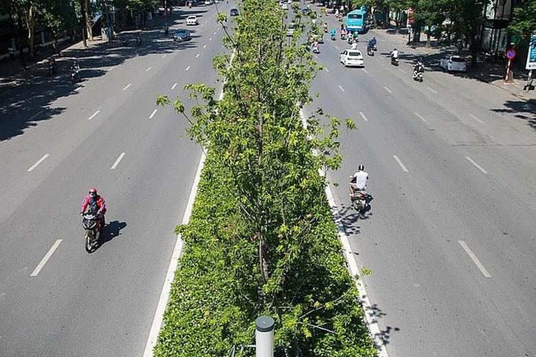 vu thoi gia cay xanh o ha noi giam doc ban duy tu tung bi ky luat