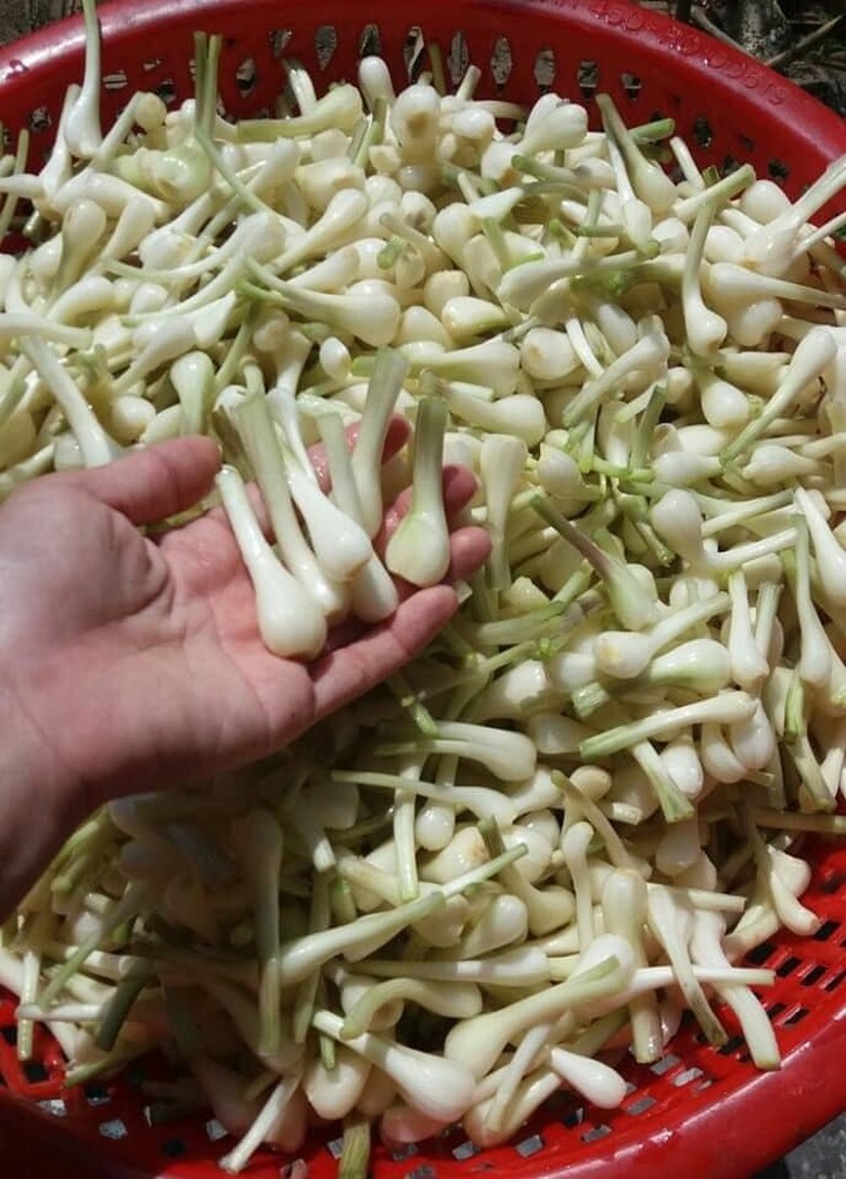 C&aacute;c bước chuẩn bị muối củ kiệu