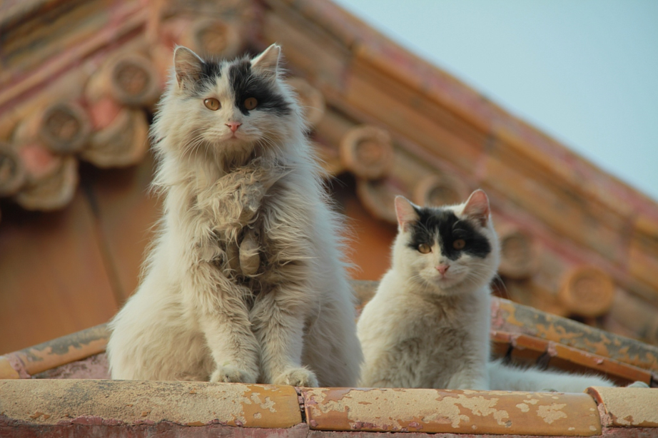 Bí ẩn đội "thị vệ 4 chân" canh Tử Cấm Thành, giữ cổ vật vô giá trước những kẻ phá hoại - Ảnh 2. Bí ẩn đội "thị vệ 4 chân" canh Tử Cấm Thành, giữ cổ vật vô giá trước những kẻ phá hoại - Ảnh 2.