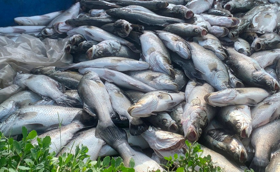 H&agrave;ng chục tấn c&aacute; nu&ocirc;i lồng b&egrave; tr&ecirc;n s&ocirc;ng ở H&agrave; Tĩnh chết do đ&acirc;u? - Ảnh 1.