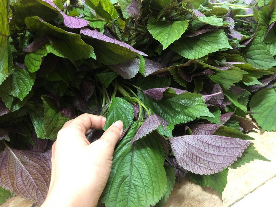 Vì sao gỏi cá, bún ốc lại nên ăn cùng lá tía tô? - Ảnh 1. Vì sao gỏi cá, bún ốc lại nên ăn cùng lá tía tô? - Ảnh 1.