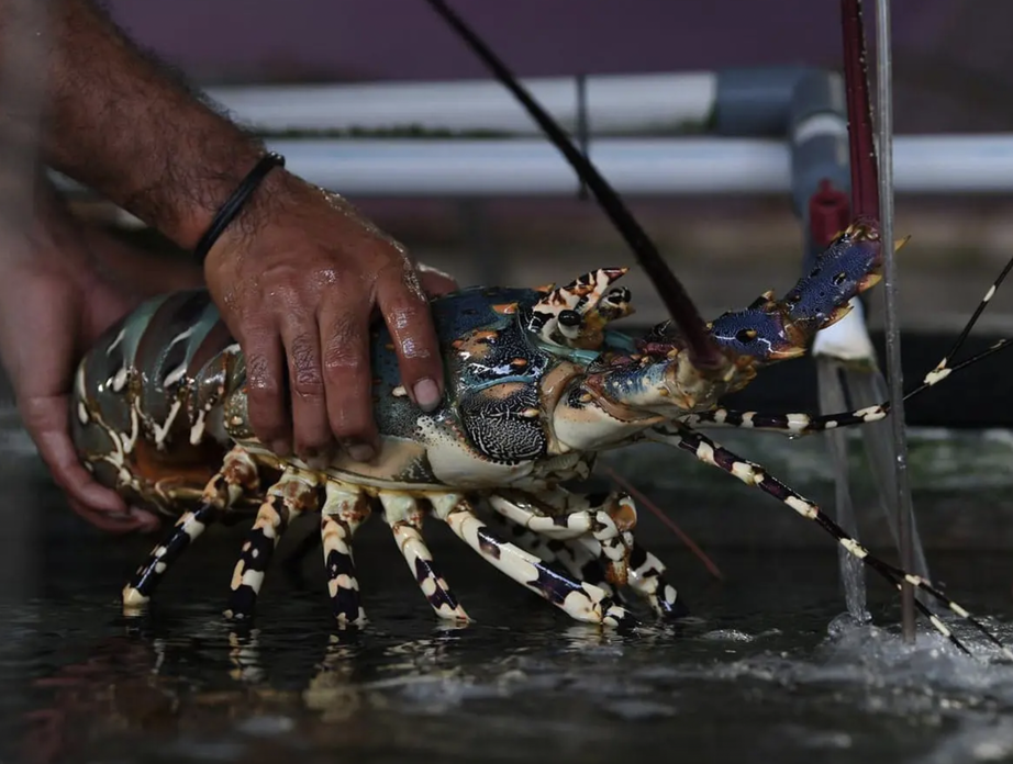 Tắc xuất tôm hùm sang Trung Quốc: Người nuôi hết tiền, vay mua thức ăn cho tôm còn khó - Ảnh 1. Tắc xuất tôm hùm sang Trung Quốc: Người nuôi hết tiền, vay mua thức ăn cho tôm còn khó - Ảnh 1.