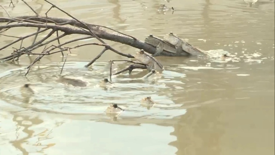 Lội bộ xuyên rừng săn loài cá biết leo cây ở Cà Mau - Ảnh 5. Lội bộ xuyên rừng săn loài cá biết leo cây ở Cà Mau - Ảnh 5.