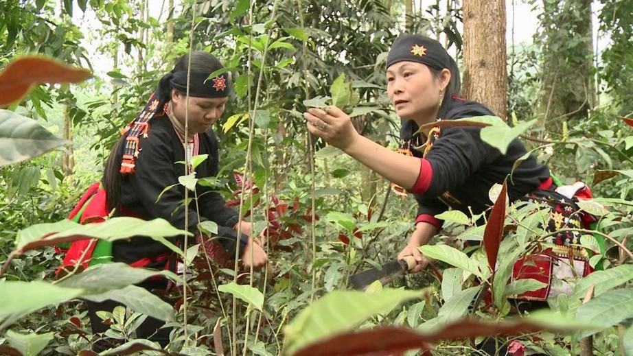 Gỡ khó cho dân trồng dược liệu dưới tán rừng.