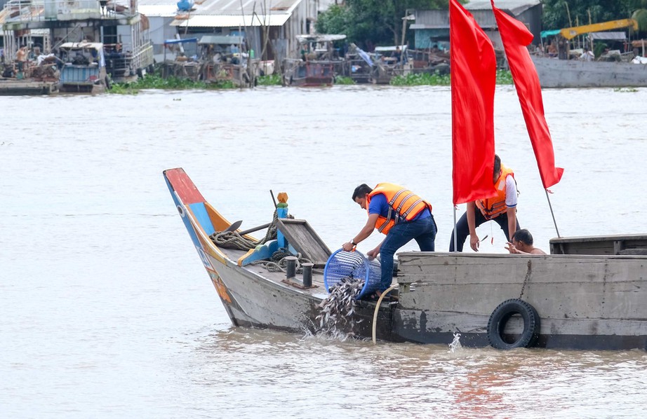 Thả triệu con c&aacute; giống xuống s&ocirc;ng Hậu để t&aacute;i tạo nguồn thủy sản - Ảnh 2.