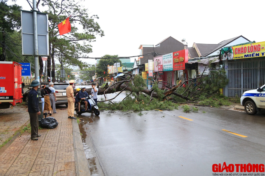 &Ocirc; t&ocirc; đ&acirc;m v&agrave;o gốc c&acirc;y, CSGT đang l&agrave;m hiện trường th&igrave; c&acirc;y g&atilde;y đổ  - Ảnh 3.