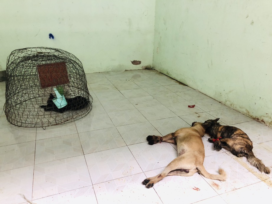 Tạm giữ hai đối tượng đi &ocirc;t&ocirc; trộm ch&oacute;, l&igrave; lợm chống trả lực lượng chức năng - Ảnh 2.