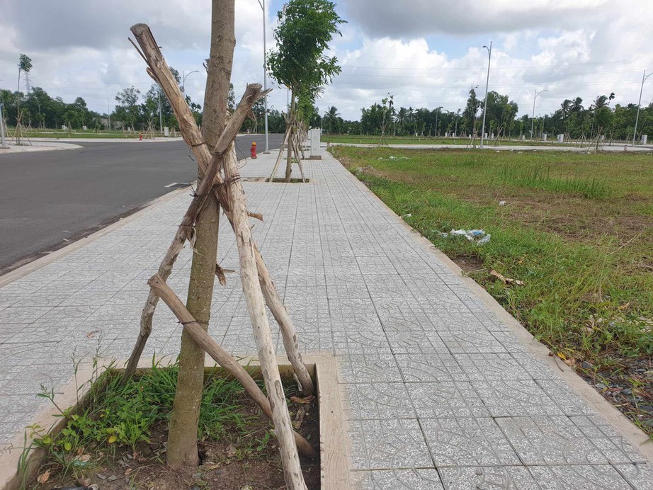 Rút kinh nghiệm việc trồng sai 170 cây xà cừ trong khu tái định cư ở Cần Thơ - Ảnh 1.