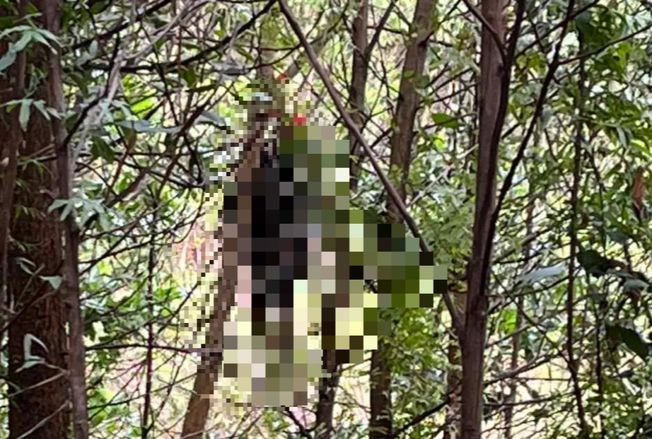 Điều tra vụ người đ&agrave;n &ocirc;ng tử vong trong tư thế treo cổ ở rừng keo- Ảnh 1.