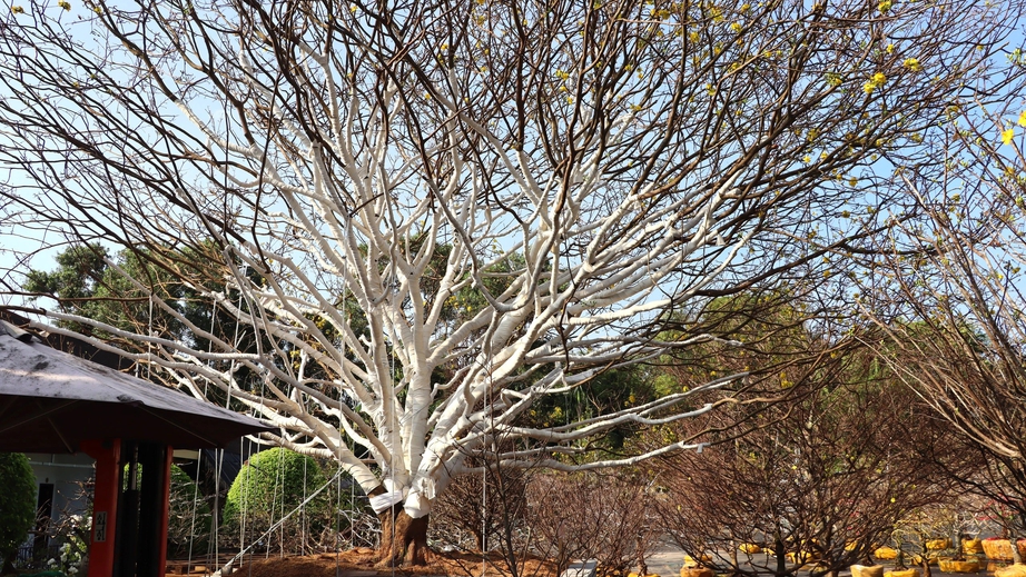 Gốc mai vàng Gốc mai vàng