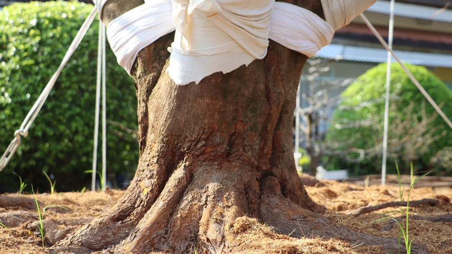 Gốc mai vàng Gốc mai vàng