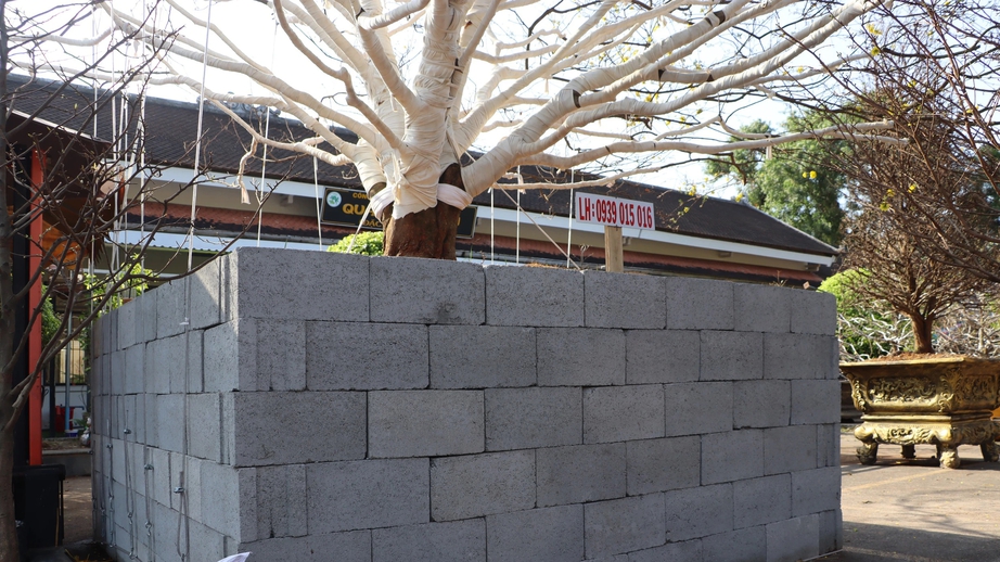 Gốc mai vàng Gốc mai vàng