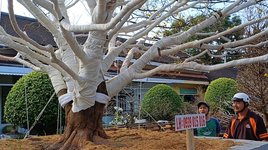 Gốc mai vàng Gốc mai vàng