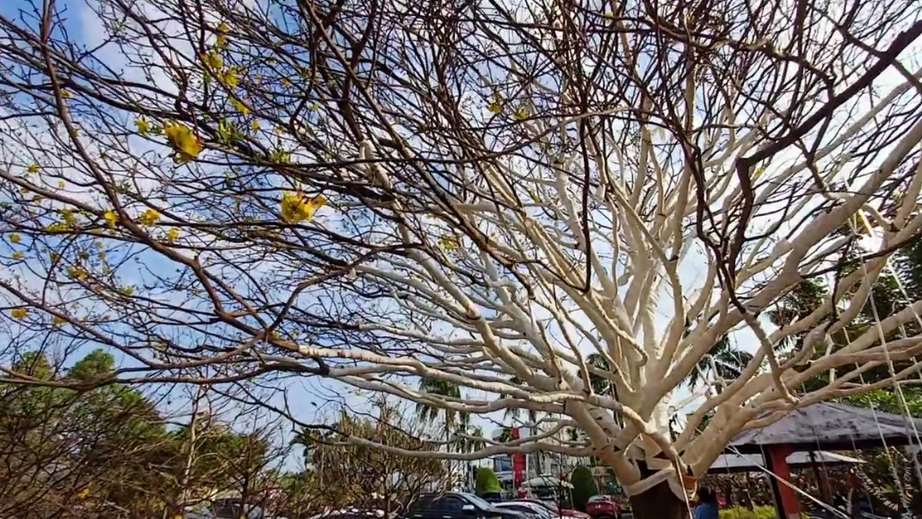 Gốc mai vàng Gốc mai vàng