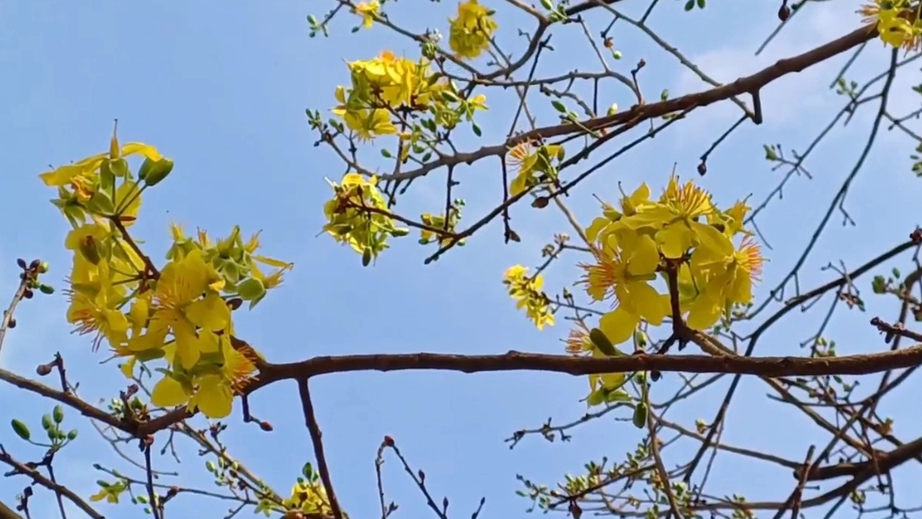 Gốc mai vàng Gốc mai vàng