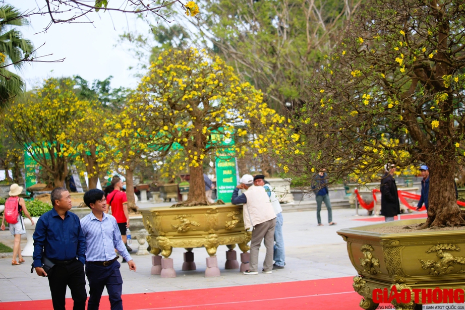 Ngắm những tuyệt phẩm Ho&agrave;ng mai tr&ecirc;n v&ugrave;ng đất Cố đ&ocirc;- Ảnh 4.