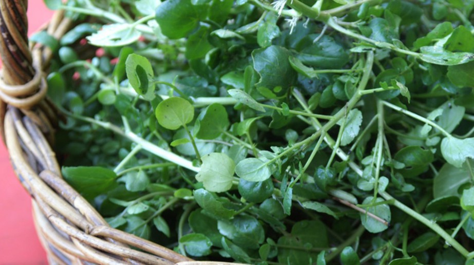 Bất ngờ loại rau gi&agrave;u dinh dưỡng nhất thế giới- Ảnh 1.