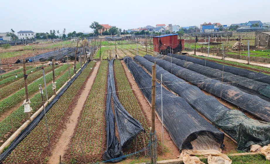 Vựa hoa Thành Nam hối hả vào vụ Tết sau cơn lũ lịch sử- Ảnh 8. Vựa hoa Thành Nam hối hả vào vụ Tết sau cơn lũ lịch sử- Ảnh 8.