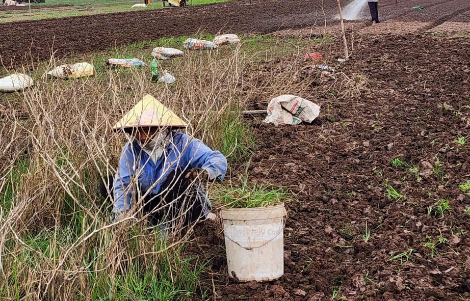 Vựa hoa Thành Nam hối hả vào vụ Tết sau cơn lũ lịch sử- Ảnh 4. Vựa hoa Thành Nam hối hả vào vụ Tết sau cơn lũ lịch sử- Ảnh 4.
