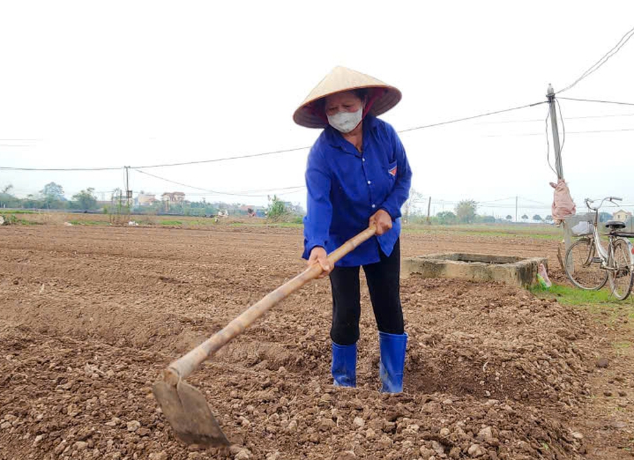 Vựa hoa Thành Nam hối hả vào vụ Tết sau cơn lũ lịch sử- Ảnh 3. Vựa hoa Thành Nam hối hả vào vụ Tết sau cơn lũ lịch sử- Ảnh 3.