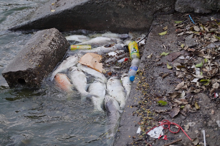 Hàng tấn cá chết nổi trắng mặt hồ Tây, bốc mùi khó chịu suốt tuần- Ảnh 11. Hàng tấn cá chết nổi trắng mặt hồ Tây, bốc mùi khó chịu suốt tuần- Ảnh 11.