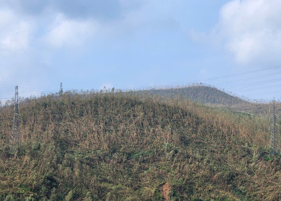 Tan hoang những cánh rừng sau bão Yagi, Quảng Ninh hồi sinh cách nào?- Ảnh 1. Tan hoang những cánh rừng sau bão Yagi, Quảng Ninh hồi sinh cách nào?- Ảnh 1.