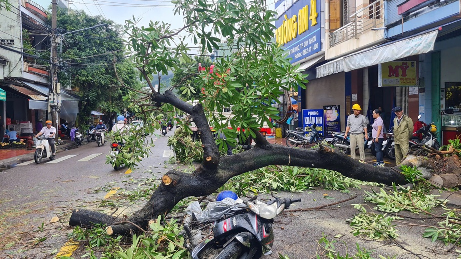 C&acirc;y lớn bất ngờ bật gốc giữa đường phố Quy Nhơn, đ&egrave; tr&uacute;ng người đi đường- Ảnh 1.
