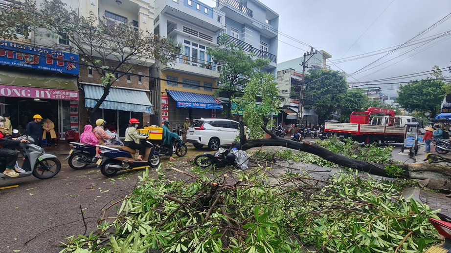 C&acirc;y lớn bất ngờ bật gốc giữa đường phố Quy Nhơn, đ&egrave; tr&uacute;ng người đi đường- Ảnh 2.