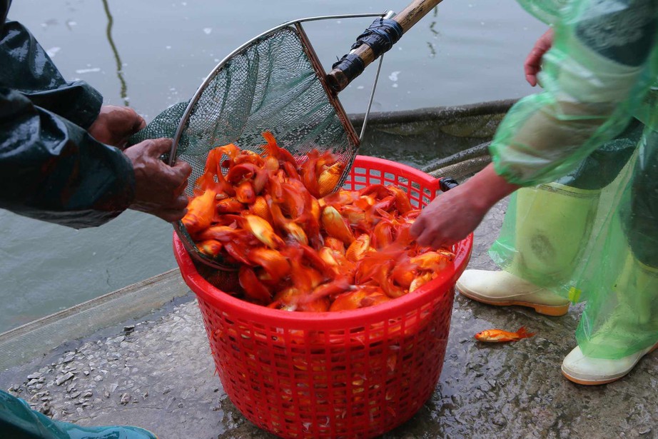 Vựa c&aacute; ch&eacute;p đỏ Th&agrave;nh Nam đắt h&agrave;ng, được gi&aacute; ng&agrave;y &ocirc;ng C&ocirc;ng &ocirc;ng T&aacute;o- Ảnh 2.