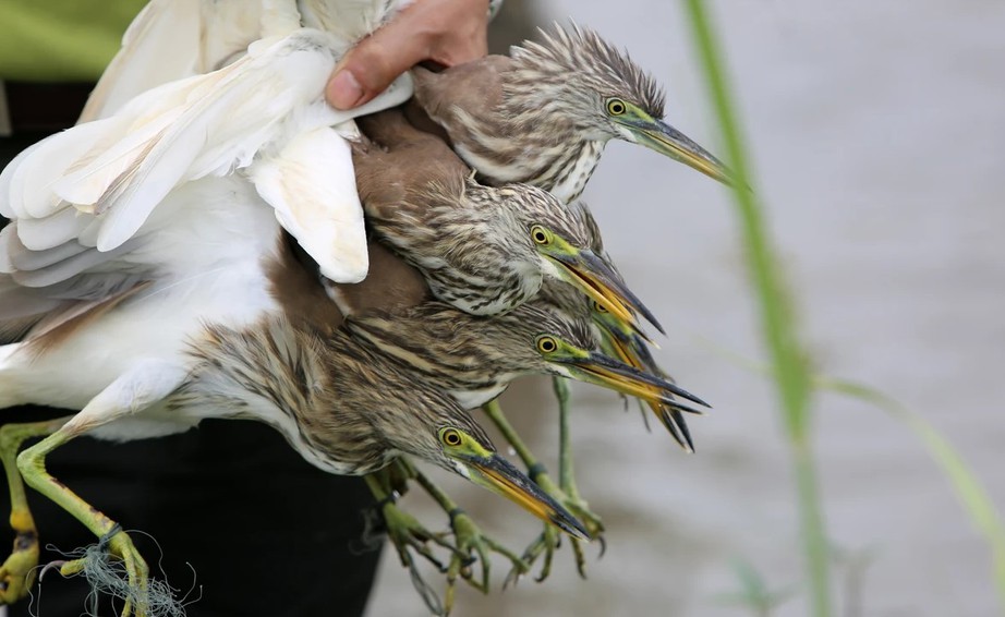 Bộ Y tế nói gì về ca nhiễm cúm A/H5 đầu tiên trong năm tử vong?- Ảnh 1. Bộ Y tế nói gì về ca nhiễm cúm A/H5 đầu tiên trong năm tử vong?- Ảnh 1.
