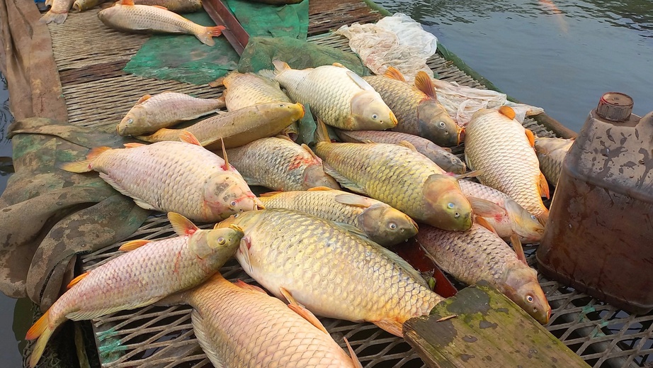 Hàng trăm tấn cá lồng chết ở Hải Dương: Thiệt hại sơ bộ 50 tỷ đồng- Ảnh 2. Hàng trăm tấn cá lồng chết ở Hải Dương: Thiệt hại sơ bộ 50 tỷ đồng- Ảnh 2.
