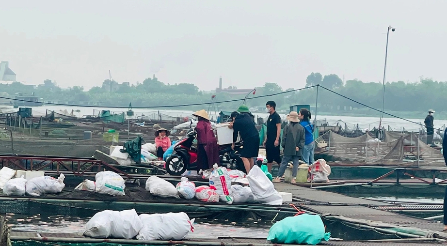 Hàng trăm tấn cá lồng chết ở Hải Dương: Thiệt hại sơ bộ 50 tỷ đồng- Ảnh 1. Hàng trăm tấn cá lồng chết ở Hải Dương: Thiệt hại sơ bộ 50 tỷ đồng- Ảnh 1.