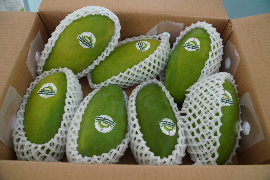 Cần Thơ lần đầu xuất khẩu xo&agrave;i tượng da xanh sang Mỹ v&agrave; &Uacute;c- Ảnh 1.