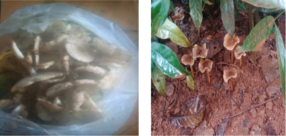 6 người trong gia đình nhập viện sau khi ăn nấm lạ- Ảnh 1. 6 người trong gia đình nhập viện sau khi ăn nấm lạ- Ảnh 1.