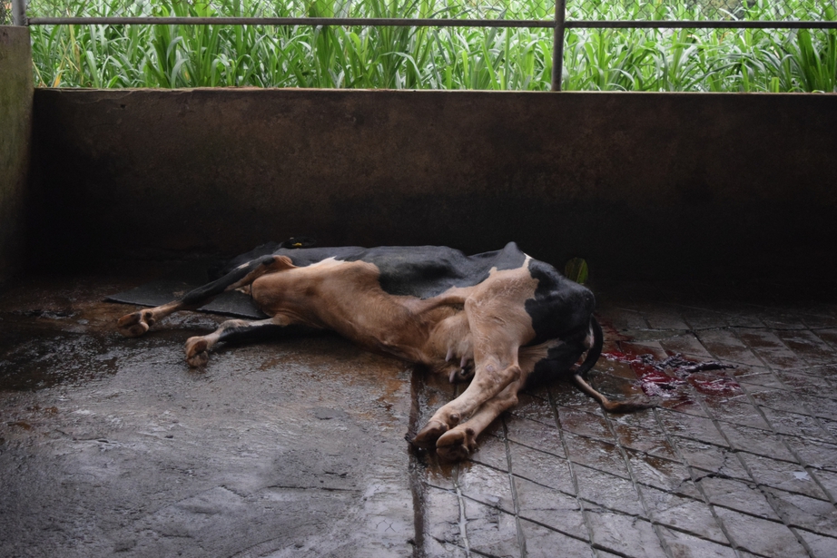 Sở NN&PTNT Lâm Đồng lên tiếng về vụ 237 con bò sữa chết sau khi tiêm vaccine- Ảnh 2. Sở NN&PTNT Lâm Đồng lên tiếng về vụ 237 con bò sữa chết sau khi tiêm vaccine- Ảnh 2.