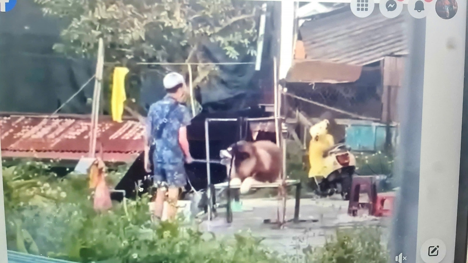 Đ&agrave; Lạt đề nghị c&ocirc;ng an v&agrave;o cuộc l&agrave;m r&otilde; vụ đ&aacute;nh đập động vật ngay giữa quảng trường- Ảnh 1.