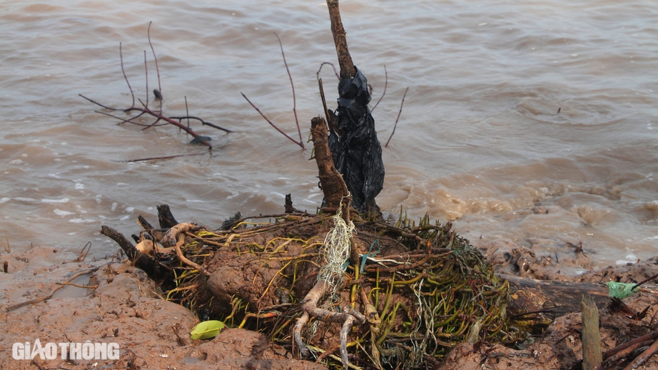 Cận cảnh sạt lở đ&ecirc; Biển Đ&ocirc;ng ở Bạc Li&ecirc;u- Ảnh 3.