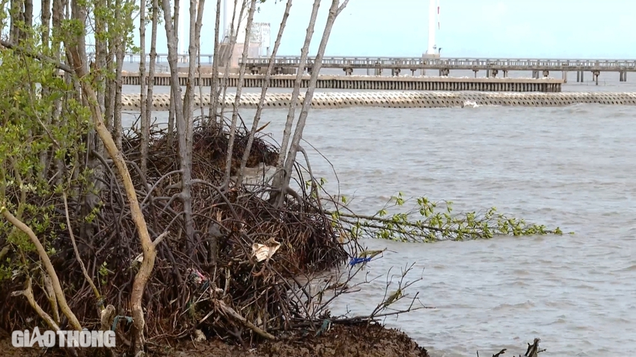 Cận cảnh sạt lở đ&ecirc; Biển Đ&ocirc;ng ở Bạc Li&ecirc;u- Ảnh 8.