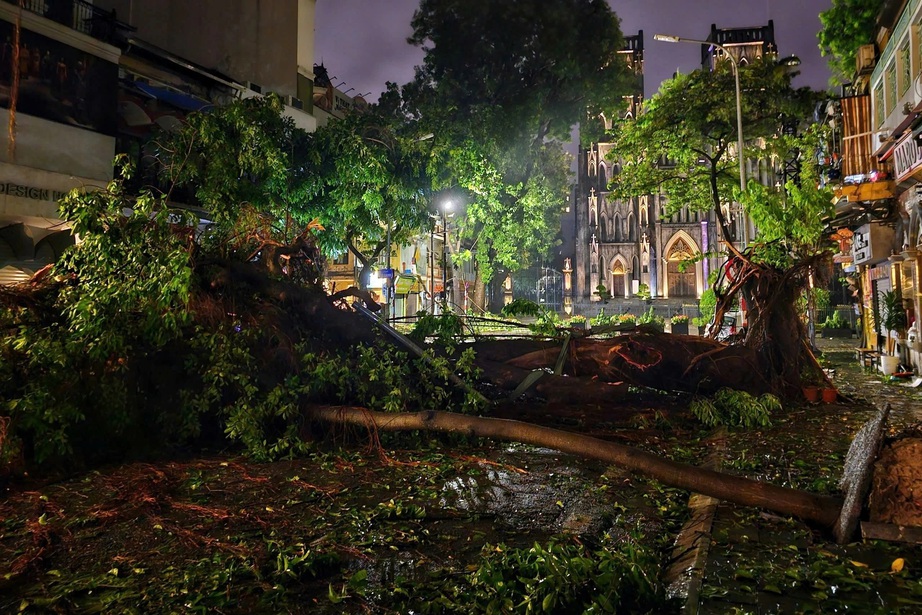 Cứu c&acirc;y xanh H&agrave; Nội- Ảnh 1.