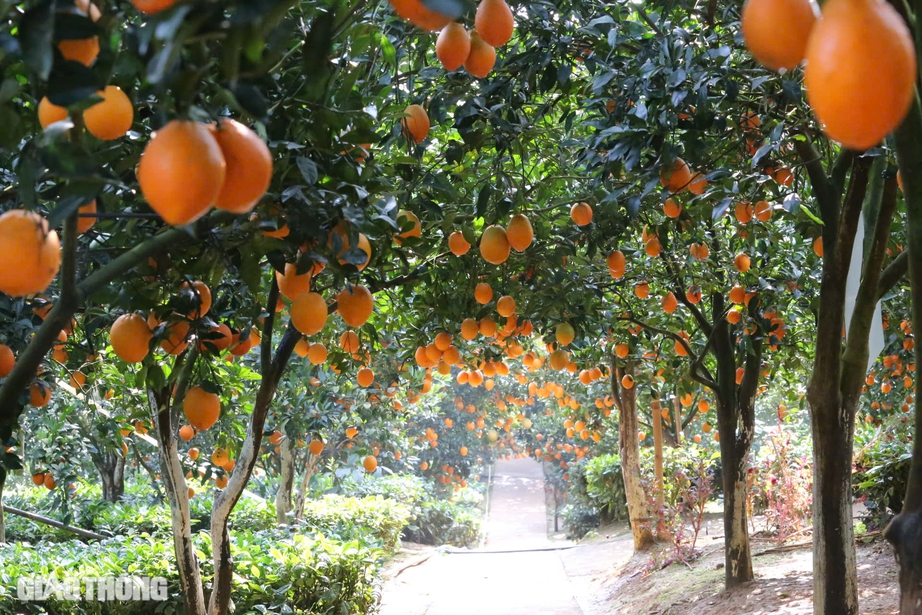 Du kh&aacute;ch th&iacute;ch th&uacute; "săn" ảnh với hoa cải trắng, vườn cam v&agrave;ng ở Mộc Ch&acirc;u- Ảnh 13.