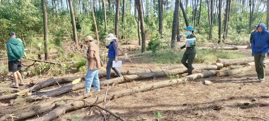 Lợi dụng tận thu để ph&aacute; rừng th&ocirc;ng ở Nghệ An: Đủ căn cứ sẽ chuyển hồ sơ sang c&ocirc;ng an- Ảnh 1.